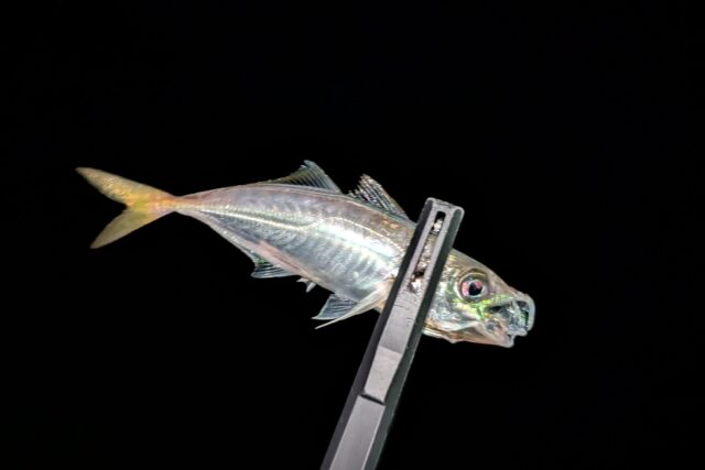 PXL_20250517_123838689_copy_1699x1134