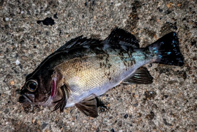 PXL_20250517_144746114~2_copy_1699x1134