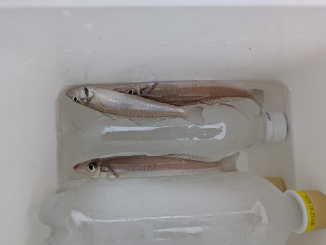 PXL_20250531_005358409