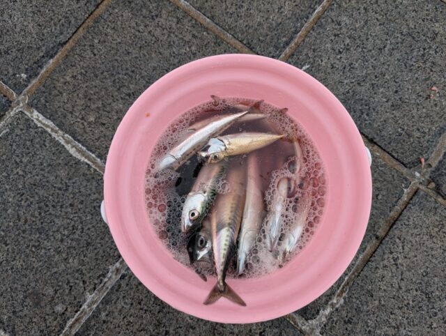 PXL_20250531_014113596.MP