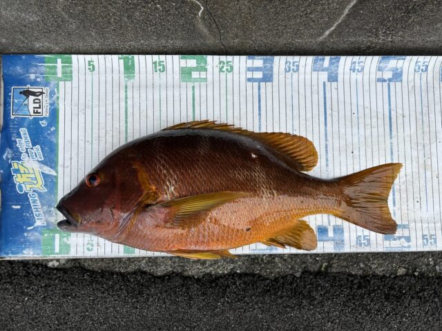 l2O1yNhaHzjF4LfONBEyLvXz53IL45nPgHTxjUXar_M3QRfmquZcfRSg3nZvsL9e8YgD5eeuOWyEN1obyYqeBFgmZufLndQuDWGvomSC1n6HmvFURQcey0QJWDrnOo_Hz-l8wzGQwHLkU5ioxg2GJw==