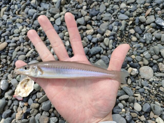 line_oa_chat_250502_155842