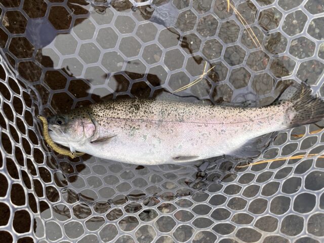 line_oa_chat_250530_163532