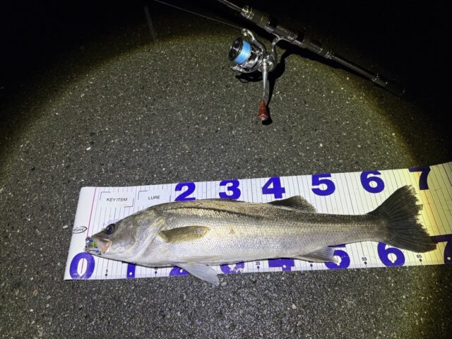 line_oa_chat_250531_124904