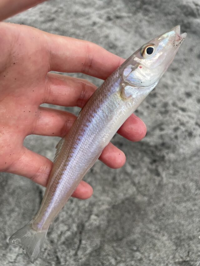 IiUjFtlHAm4GcgH22r7hd4hA70eWrZnuu3M5JBw3NKT4mkVQAitvmv6pbkXjOgp6en3PIb72wrhQ1jOpuX232t50f3YMj6pAMXF5BhOAAKidnYuYpXSdJFlmZE59kESzkpngZXezwyv0UN-p8nCI8Q==