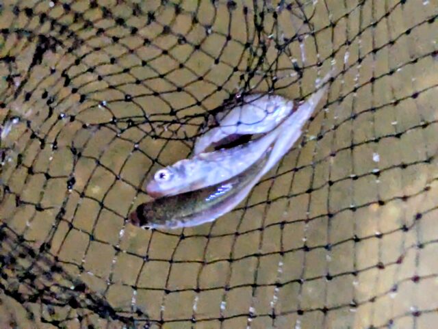 PXL_20250601_144742120~2