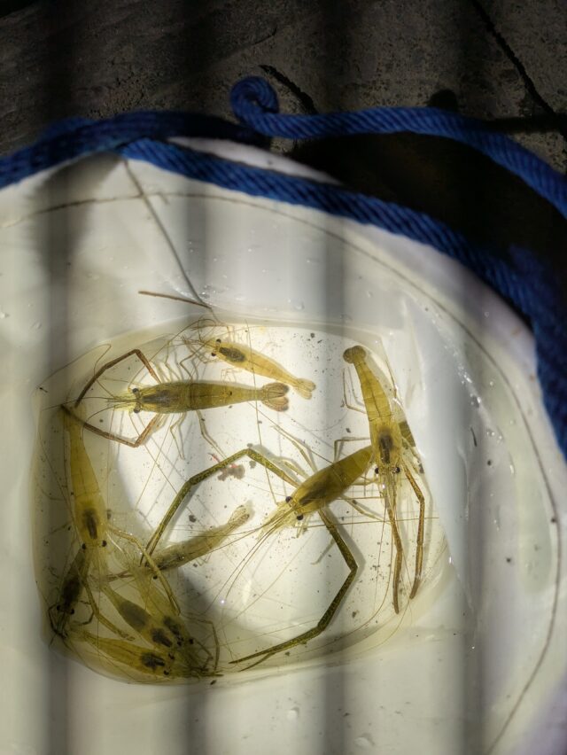 PXL_20250601_144949644.MP