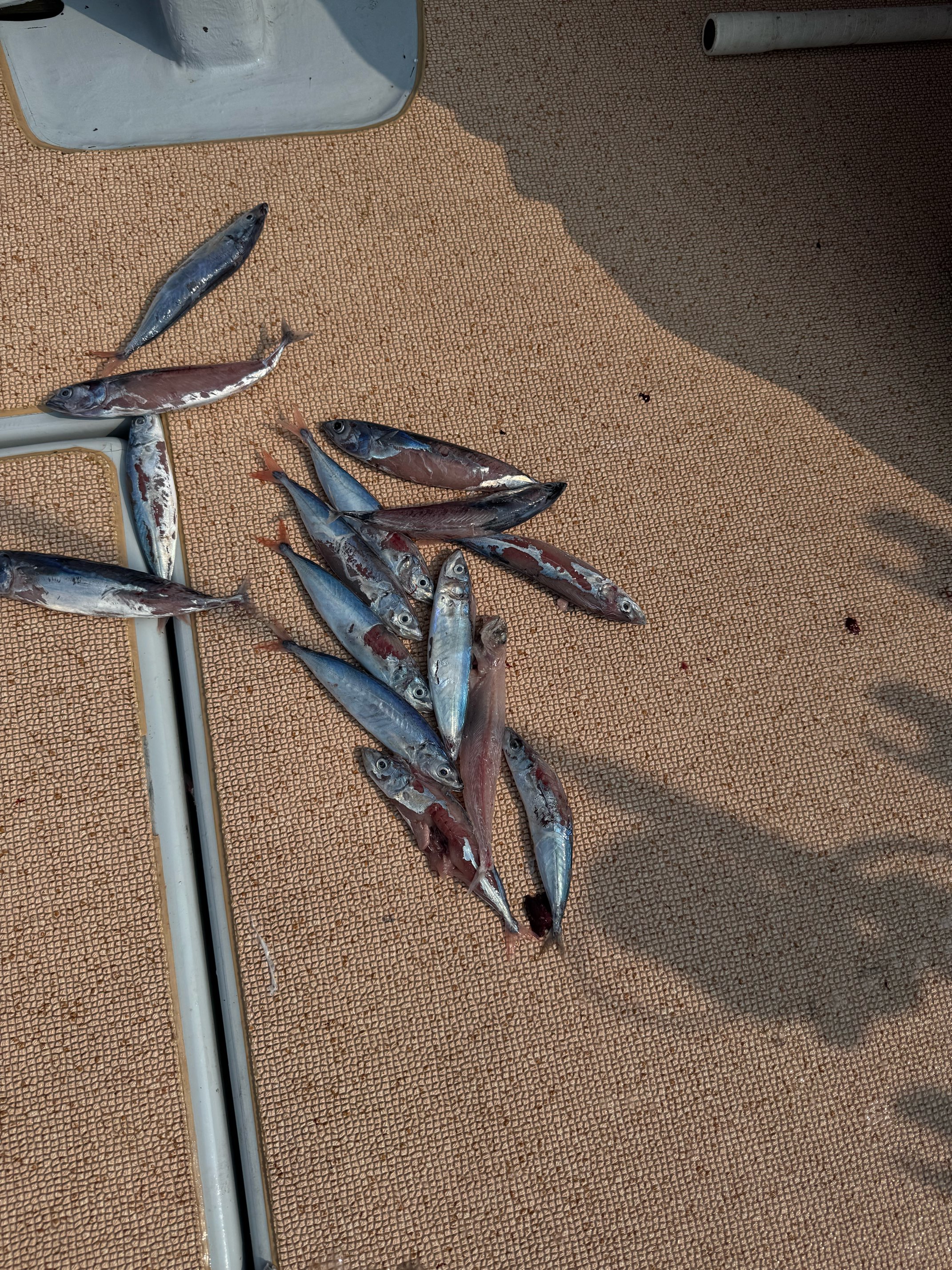 美品！　ソルティガC81-5 キャスティング　ヒラマサ　キハダ ソルティガCエクスペディションは遠征釣行にマストの次世代型マルチ