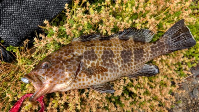 PXL_20250710_064332569.MP~2_copy_2016x1134