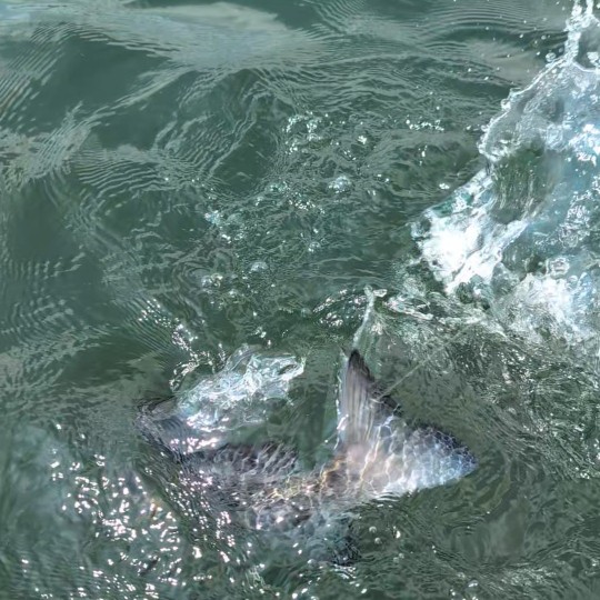 PXL_20250724_004631291_exported_2165~2_copy_540x540