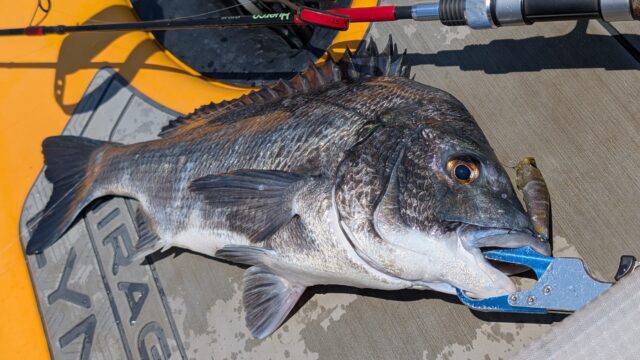 PXL_20250724_031640547_copy_2016x1134