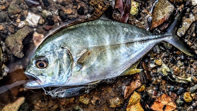 PXL_20250727_063420644.PORTRAIT.ORIGINAL~3_copy_1780x1001