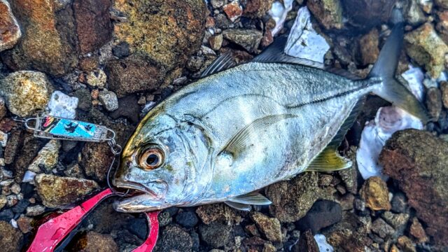 PXL_20250727_085557655.PORTRAIT.ORIGINAL~3_copy_2016x1134