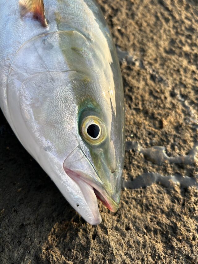 iV-ZJHPqGA0JFUUX9w5l0T5BXRzgXvmmMI8vKEKywPhg1EekXr5qESZcnrZEhFg7PhNvSBhwZyifeKydiJl0eXRHzGW1Y2Cl8B4eSyiYEGrOCdRneJGCIYCwPd5UhGKYr6fRbKROf4YksHppMo5QDQ==