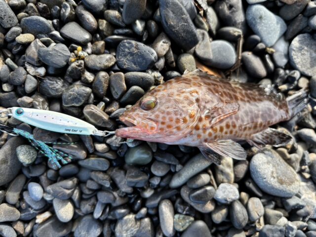 line_oa_chat_250715_181115