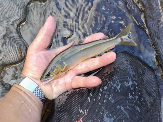 line_oa_chat_250723_174525