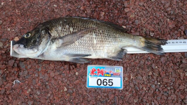 065 6.23Ken様 40.5㎝