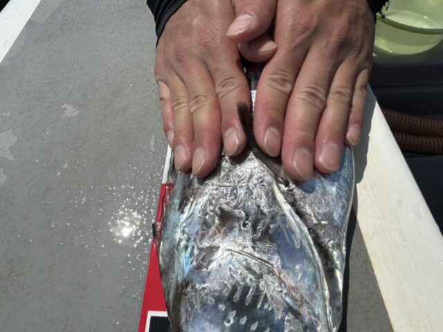 17558324817257837559756152445590-980x735