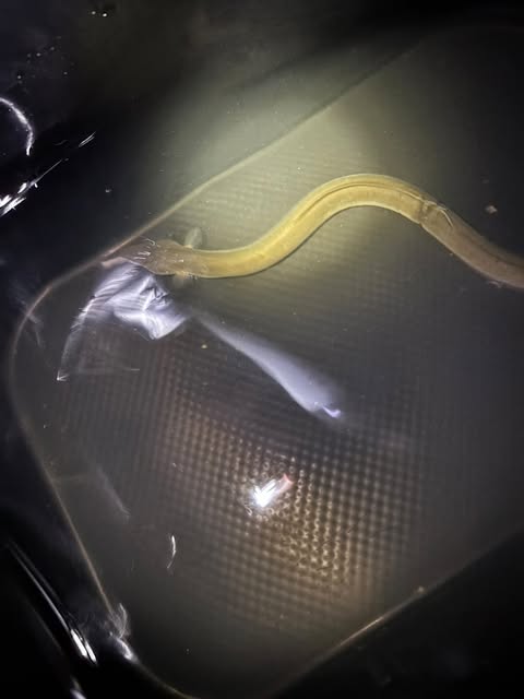 532041878_2628271074218484_4136635077328435242_n