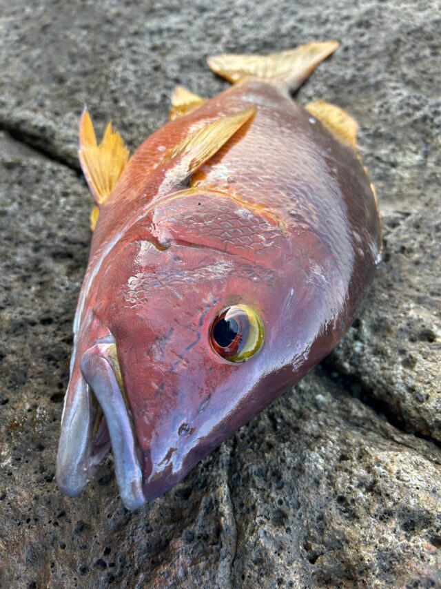 541wN9eCiEX5yfpkuGNtLVuaEMSESBB3TEgq-qEh68eXHOq8292UNcT9l9sKQY9xivwE3q2mlocuOuLvtP7rd_nk2DGc3tHB-KFeLEuDWgix3WROgksjZ7HANmIiv3U9OObrIXWDvj3wvVZWXR7TOg==