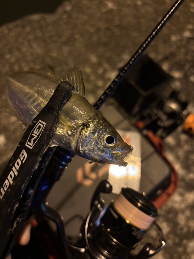 0822釣行レポート写真