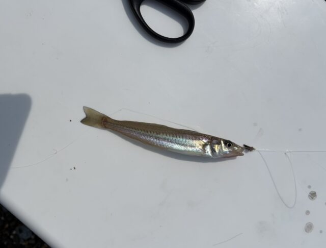 _DaaO9gkvP96fF5bAkHXcPM56BvDujaSY3b4LD-04BrphVox2z9xhuJ77AfUzlhNQs1trHVZ-EakIJjTUHaEIpGyObZfp8gXQ0MCFUdZ_Ezm8WLpdBY2FiSU8BgfTnCcCPs1Dl06N9VAVlxHgFo47A==