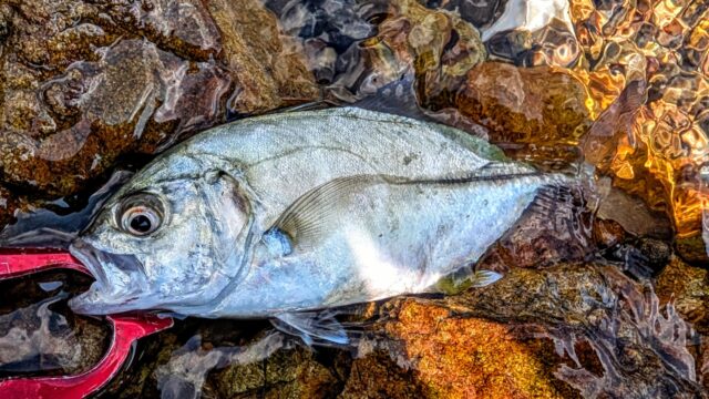 PXL_20250803_053044543~2_copy_1802x1013