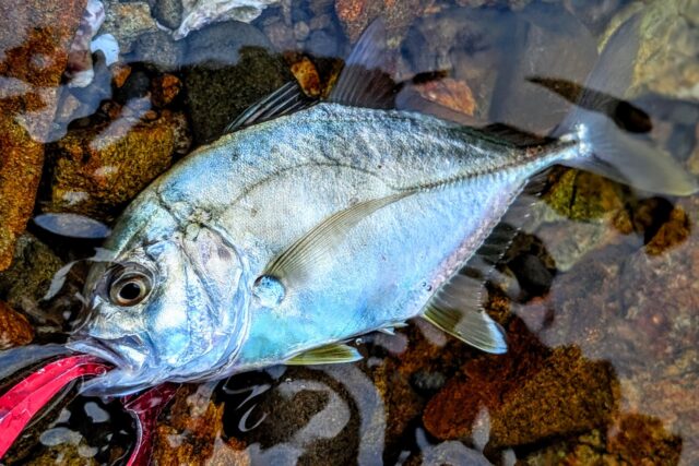 ロウニンアジタイプ！