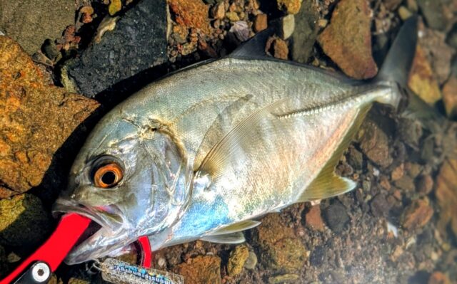 今季最大の22㎝のメッキのファイトは最高!