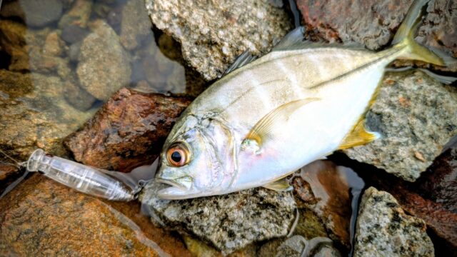 タックルハウス ショアーズ SPP44 ペンシルポッパーにて!