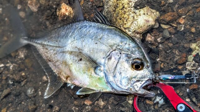 PXL_20250813_062026700.PORTRAIT~2_copy_1695x954