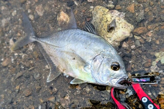 PXL_20250813_062036104.PORTRAIT~2_copy_1700x1134