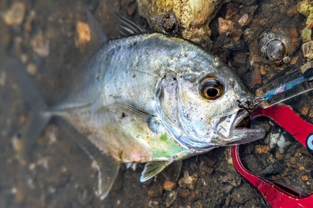 さすがGTの幼魚!ド派手なバイトで心臓バクバク!