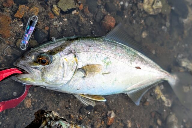 PXL_20250813_070455431.PORTRAIT~2_copy_1700x1134