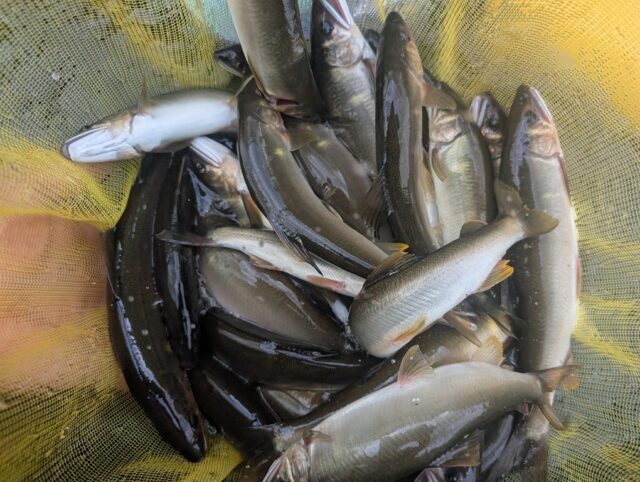 PXL_20250813_081223218