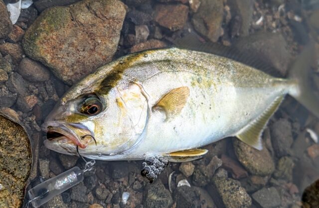 さすがカンパチの幼魚!メチャクチャ引いた!