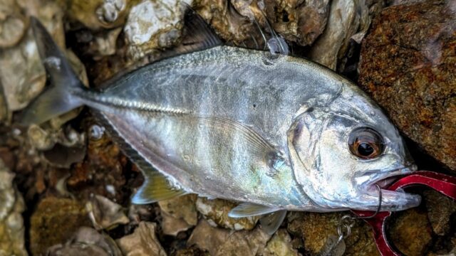 PXL_20250814_002053444.PORTRAIT~2_copy_1298x730