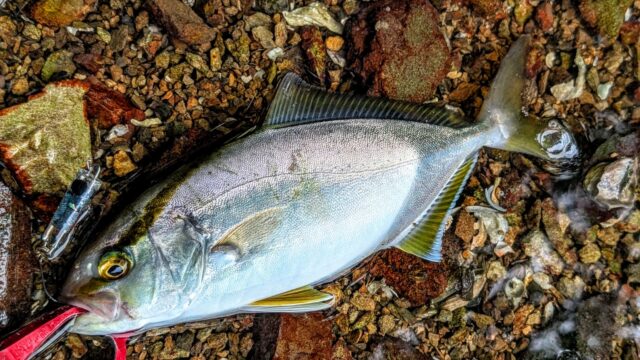 海底にグイグイ持っていくファイトは、さすがカンパチの子供！