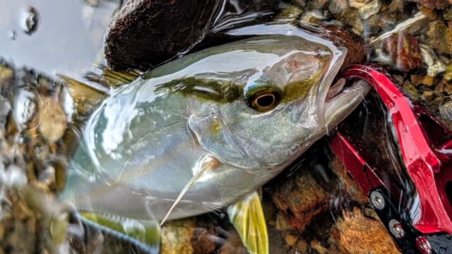 遥か彼方からすっ飛んでルアーを引ったくる激しいバイト！