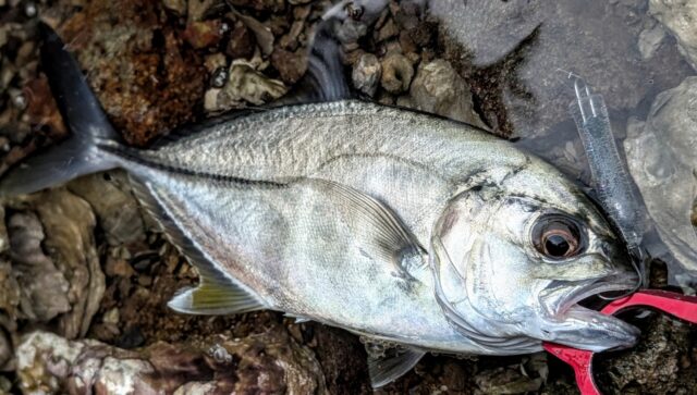 PXL_20250814_005553485.PORTRAIT~2_copy_1390x788