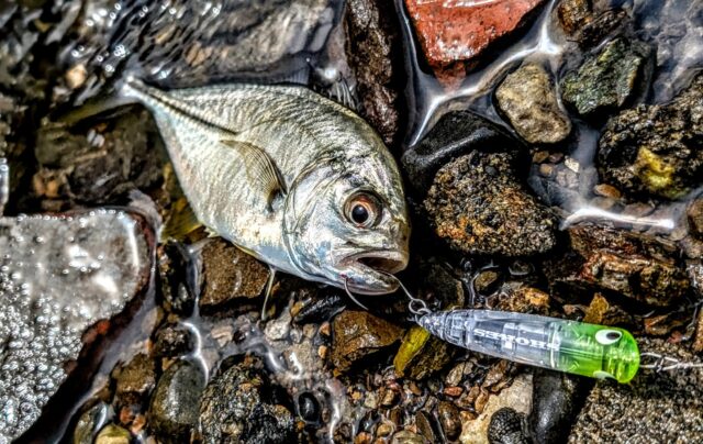 ショアーズ リップル へのバイトも非常に楽しい♪