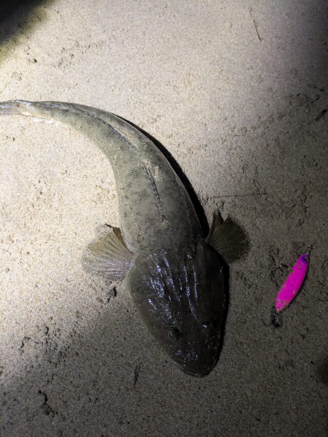 PXL_20250820_173116673.MP