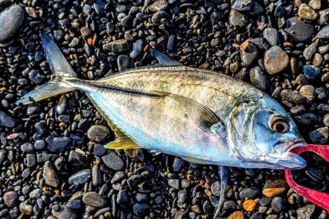 PXL_20250827_223806769.PORTRAIT.ORIGINAL~2_copy_1360x907