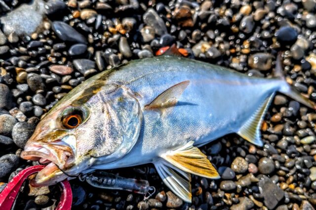 30㎝あるか無いかの個体ですがナイスファイトでした♪
