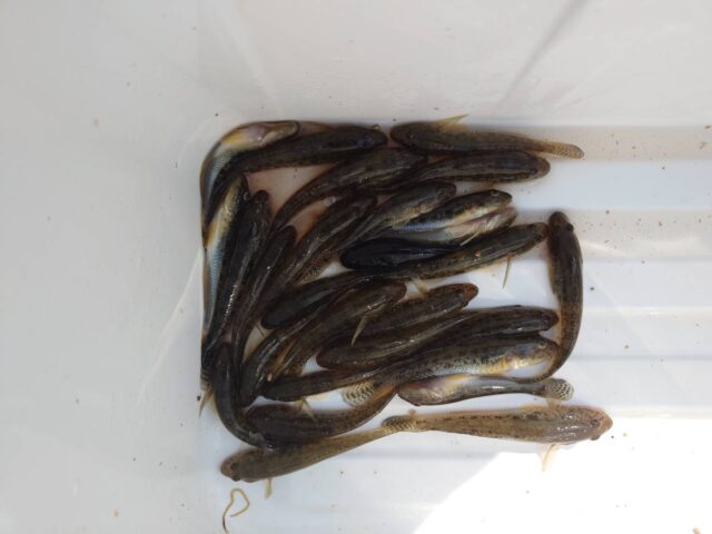 Y0aP_9b5EhxbAbOtSXZVinFX3DHQpU-KX0OG4j56Ozee_kSc89QOdGherSItbgs7WsNvKbbxp6a6eVsTuUeenn34HuOpIWnP38W4xtaiEhp0_Y9iB0e19mFjZ9d3OFmFPGAWgRoNfwFFSQkqTkXAuA==