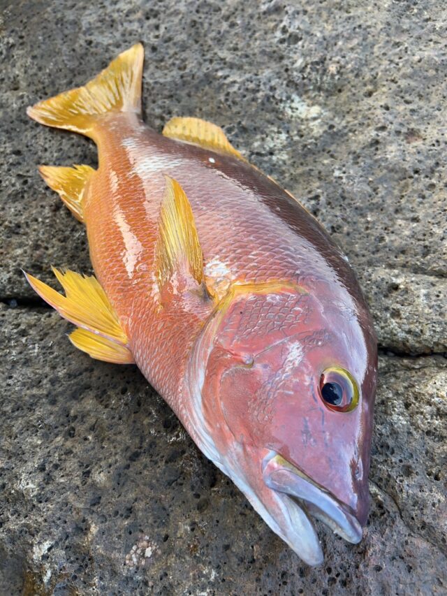 YeiBYM0iQ7Dopas9gLhwxPK-UDTFiRmfyv0E09NWrVbBM6srTjyw-nbQmCj3Jh7pktbOVN8EQUOPAbC7nqVJ7FNfEEQEFtyAOYOXo53cLhLLtl6Q-_liQqHfdfPIBnfuz-l8wzGQwHLkU5ioxg2GJw==