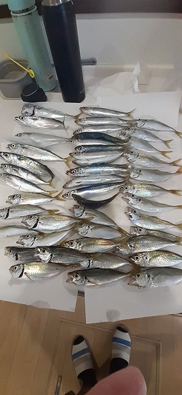 8月26日-まめまる様1