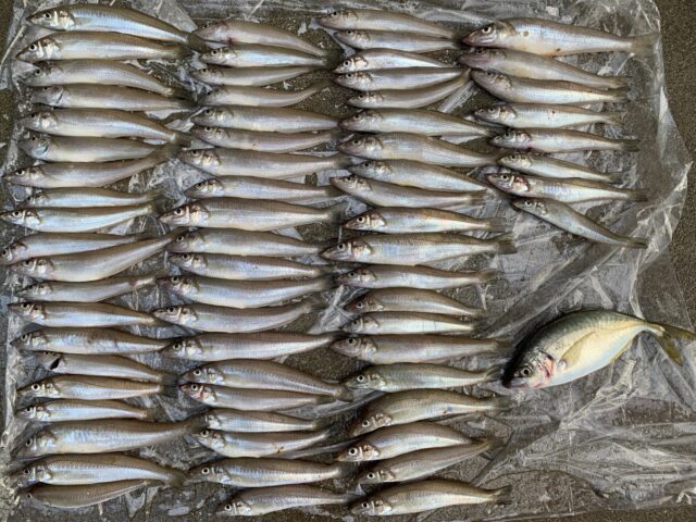 jz_s1ftrAjgrbLnJmdN8B9vOO-ah0lhrTC6DRW1QBGF-F6_ROCc14zP8r_4rK6UtHe_841Y-3hjGJT_oaJfctYP_Mtd42LoQ9T9pi8vo9xt87jO_QU9CFSkQn39da0GpQ0mGTKiMiK02azDH-NEk1Q==