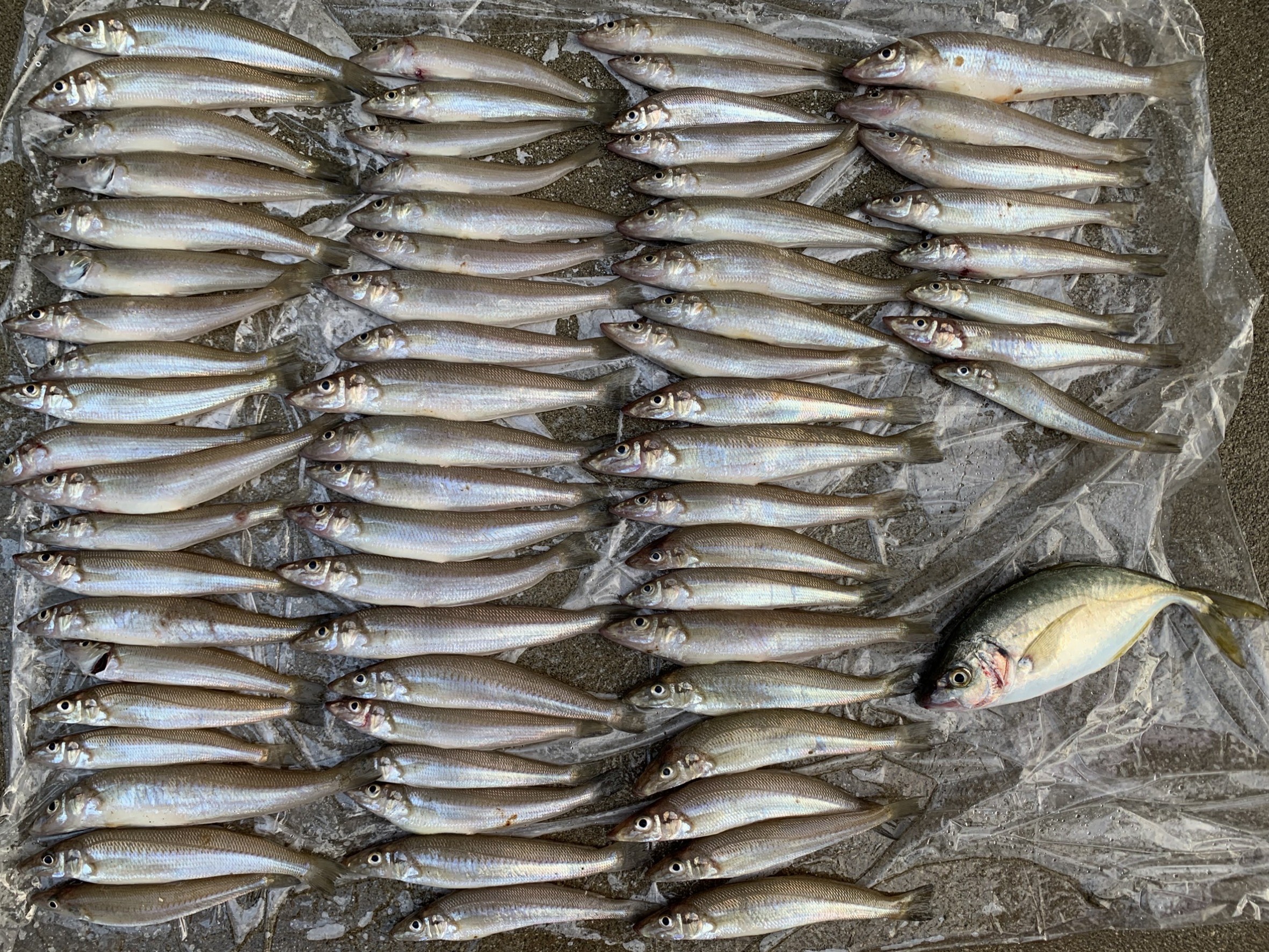 jz_s1ftrAjgrbLnJmdN8B9vOO-ah0lhrTC6DRW1QBGF-F6_ROCc14zP8r_4rK6UtHe_841Y-3hjGJT_oaJfctYP_Mtd42LoQ9T9pi8vo9xt87jO_QU9CFSkQn39da0GpQ0mGTKiMiK02azDH-NEk1Q==