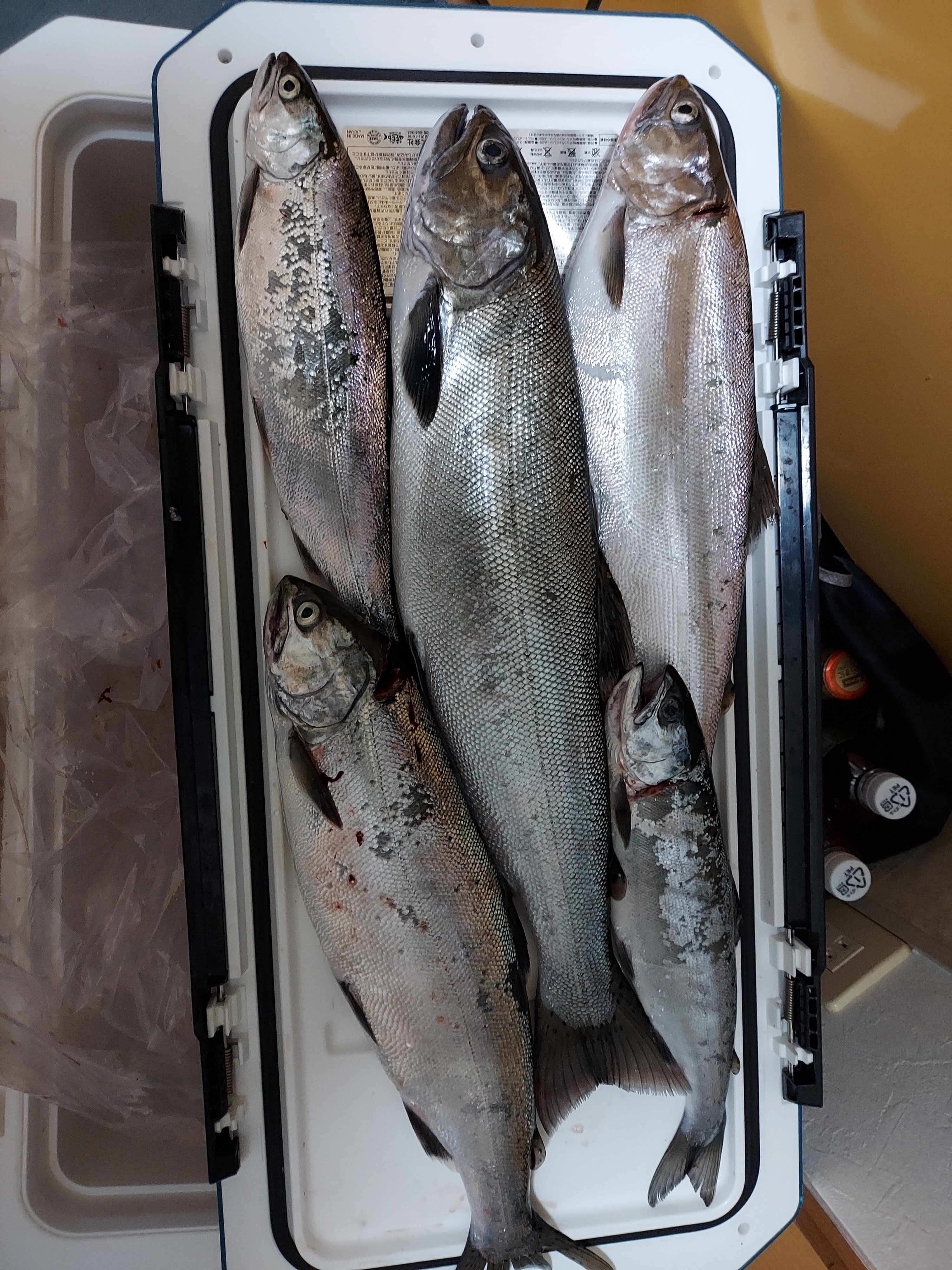 M◯秘密工場ルアー7個　レイクトローリング　ビワマス　トラウト M◯秘密工場ルアー7個 レイクトローリング ビワマス トラウト